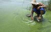农民在安徽巢湖用手捞蓝藻